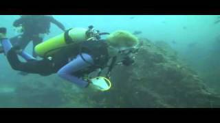 Diving at Manta Reef off of Tofo Beach in Mozambique