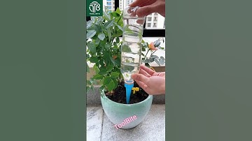 Easy DIY Drip Irrigation System | Automatic Plant Watering Hack #gardeninghacks #diytools