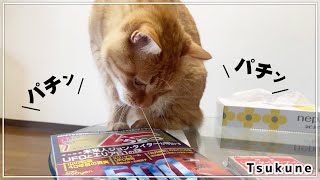 ゴムぱっちん沼にハマった猫つくね【今つく#7】 by 茶トラ猫つくね / Tsukune 304 views 1 year ago 2 minutes, 50 seconds