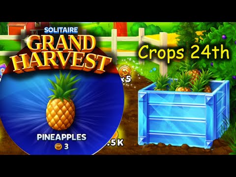 SGH E487 ~ 491 = Harvesting Pineapples - 24th Crop section ends. (Solitaire Grand Harvest)