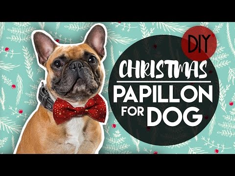 CHRISTMAS EASY BOW TIE FOR DOG COLLAR - PAPILLON FARFALLINO PER CANE NATALE | DIY