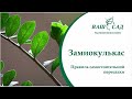 Замиокулькас пересадка и уход 🌿 Как самостоятельно пересадить долларовое дерево - Ваш сад