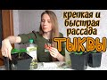 Выращиваем ТЫКВУ - быстрый способ получить крепкую рассаду любых овощей