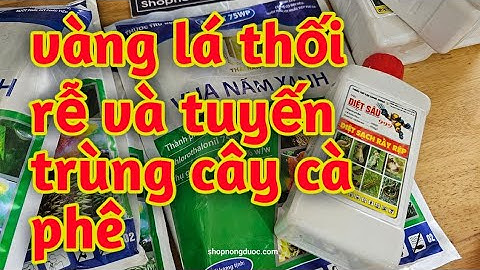 507.Bệnh vàng lá thối rễ và trị tuyến trùng cây cà phê