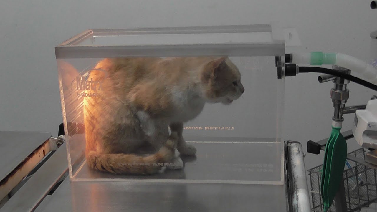 USO DE LA CAMARA DE ANESTESIA VETERINARIA YouTube