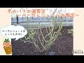 冬のバラの強剪定～ベーサルシュートはこうしよう～【バラの育て方】