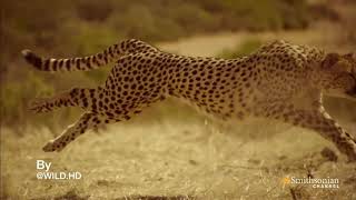 Unofficial: Sound design: Cheetah screenshot 5