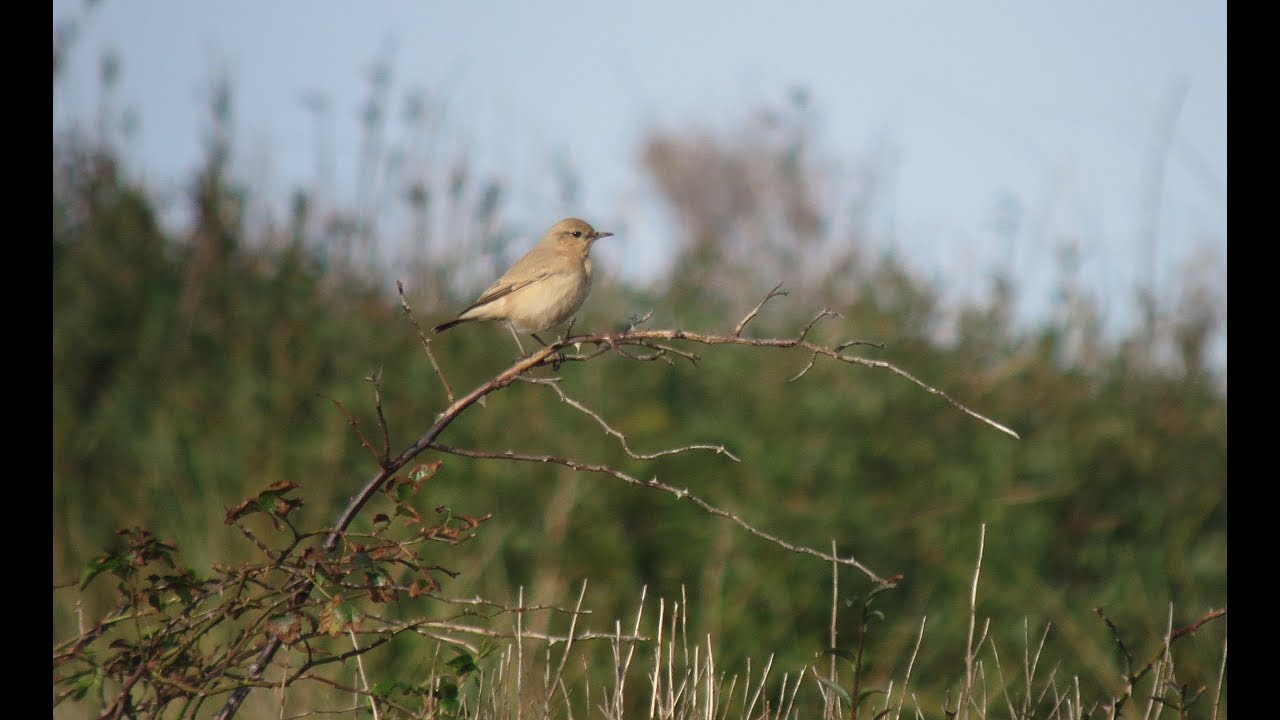Isabelline Wheatear (oenanthe isabellina) nature kpop