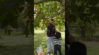 #shorts kulit ng mag ama nanungkit pa madami sa baba. #picking  #fatheranddaughter #shorts