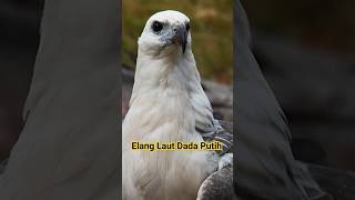 ELANG TERBESAR DI INDONESIA #elang #wbse #falconry