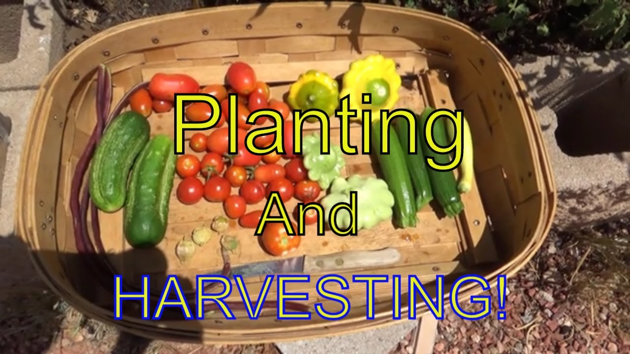 Planting Beans, Peas And Garden Harvest YouTube
