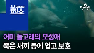 어미 돌고래의 지극한 모성애…죽은 새끼 업고 보호