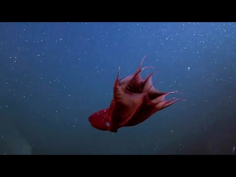 10 Mysterious Underwater Creatures Caught on Tape