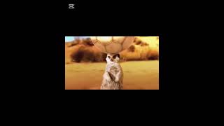 Messi Add With Meerkats