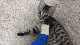 Что Сегодня Произошло С Полюцием