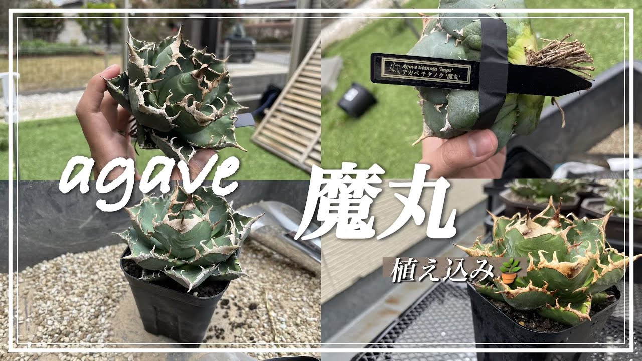 アガベ　魔丸　鳳凰　パープソラム3つ アガベ 魔丸 買ってきた。 - YouTube