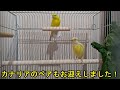 カナリア