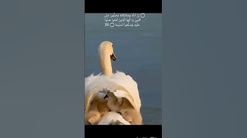 #يوم_الجمعة #سورة_الكهف #اكسبلور #quran #دويتو #تفاعل #تلاوات #راحة_نفسية #لايك #تيك_توك #explore