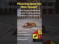 Have you done Flooring? Remember Termite Proofing before floor | Azad Pest #shorts #sahiwal #okara