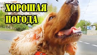 Говорящий Спаниель Сёма любит прогулки в парке. Ева в ужасе убегает от ШМЕЛЯ. Говорящий Спаниель Сёма любит прогулки в парке. Ева в ужасе убегает от ШМЕЛЯ.