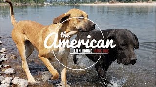 AMERICAN LION HOUND PART 1 (STREAMED INTERVIEW) AMERICAN LION HOUND PART 1 (STREAMED INTERVIEW)