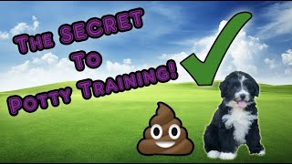 The Secret to Potty Training your AussieDoodle