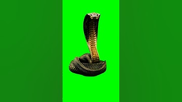 Snake 🐍 Green Screen VFX Effect Video #greennscreeneffects #chromakey #animation #vfx #vfxpro