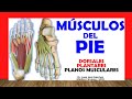 🥇 MÚSCULOS DEL PIE. (DORSALES Y PLANTARES). Fácil, Rápido y Sencillo