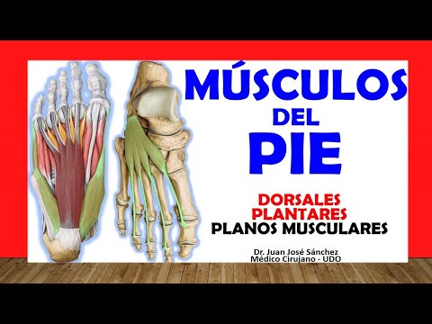 Video: ¿Dónde se encuentran los músculos que flexionan el pie?