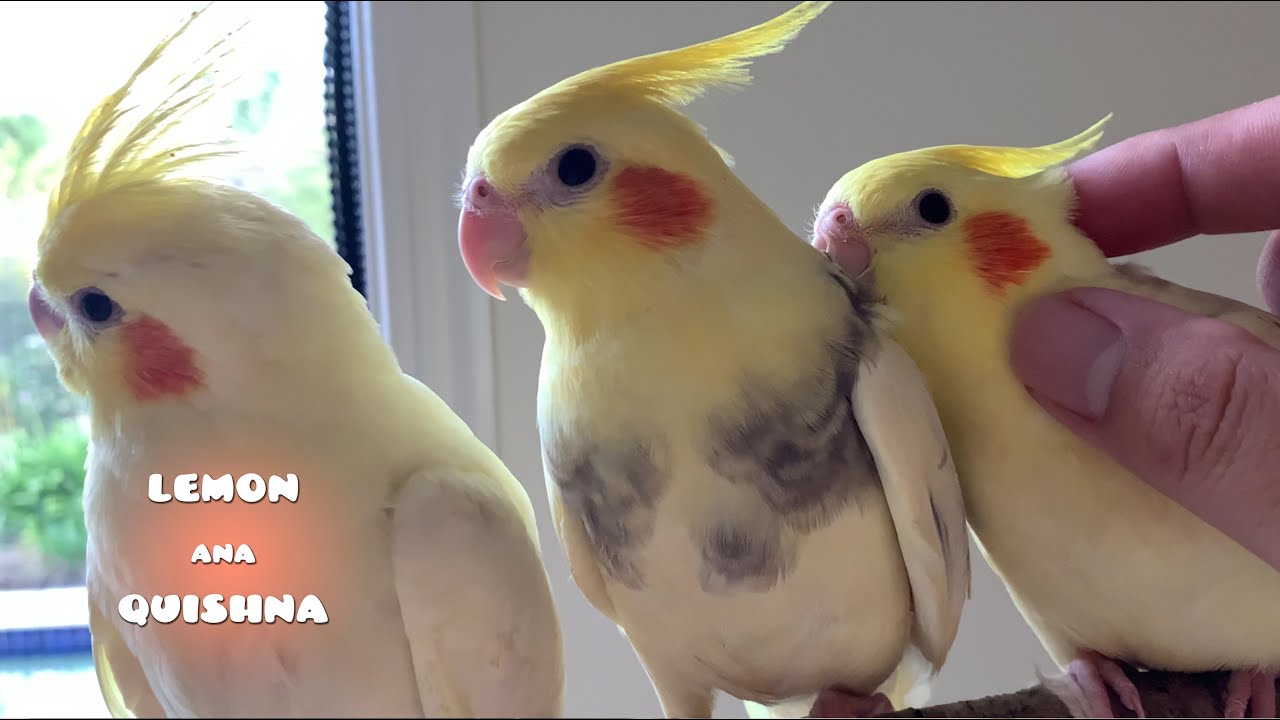 Baby Cockatiel Siblings' Perch Challenge YouTube