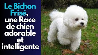 Le Bichon Frisé, Race De Chien Adorable Et Intelligente Et Compagnon  Idéal Pour Toute La Famille