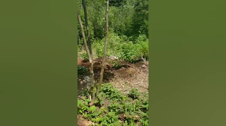 the garden