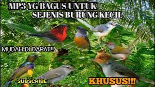 Khusus!!Suara pikat burung kecil paling ampuh
