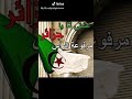 بلادي عليها نموت وعليها نحيا 🇩🇿🇩🇿🇩🇿نعشق فيك يا الجزائر 😍😍😍