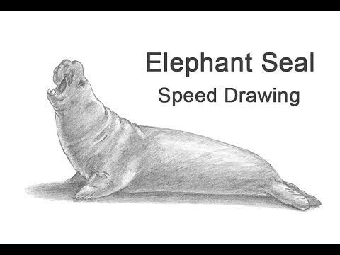 How To Draw An Elephant Seal