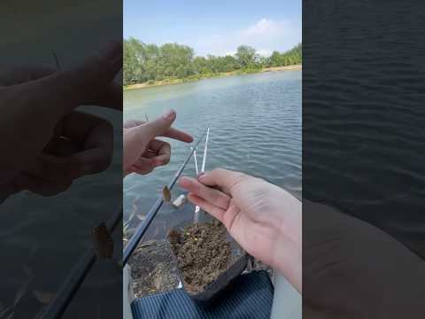 Câu dính cá rô phi và cách bảo tồn của Mây #cauca #fishing #caucathiennhien #cá #mayfishing