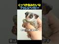 くっつき虫みたいなブッシュベイビー😻 #ブッシュベイビー #動物