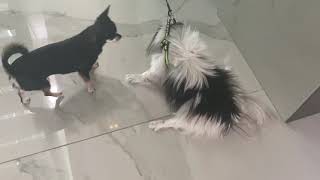 Funny Dog Video  Japanese Chin