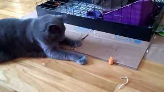 Felix playing with a carrott by hotrodchevy56 192 views 10 years ago 2 minutes, 52 seconds