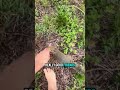 Little Squirrel Show Her New House