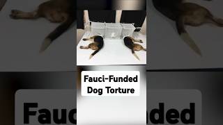 Faucis Deleted Beagle Torture
