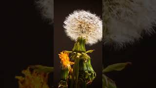 Flowerpedia Your Encyclopedia Of Blossoms