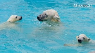 親子でダイブ！楽しいプール遊び~Polar Bears