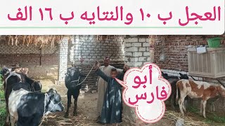 عجول وعجيل وشبيب بأجمل الأسعار من أبو فارس الله يرزق الجميع ١٧/ ٢/ ٢٠٢٦م