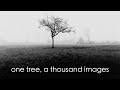 How to photograph a tree