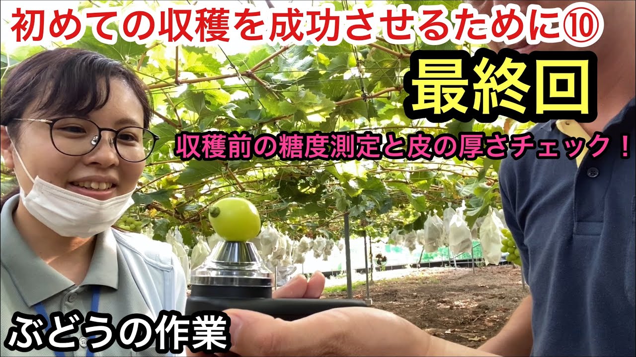 「ぶどうの作業」初めての収穫を成功させるために⑩最終回！糖度と皮の厚さどうなった？