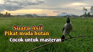 Suara asli KUTILANG pikat dari muda hutan || Masteran burung kutilang atau pemanggil