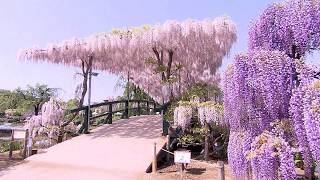 足利花卉公園紫藤
