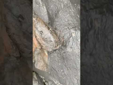 Perfect Fossil Bivalve