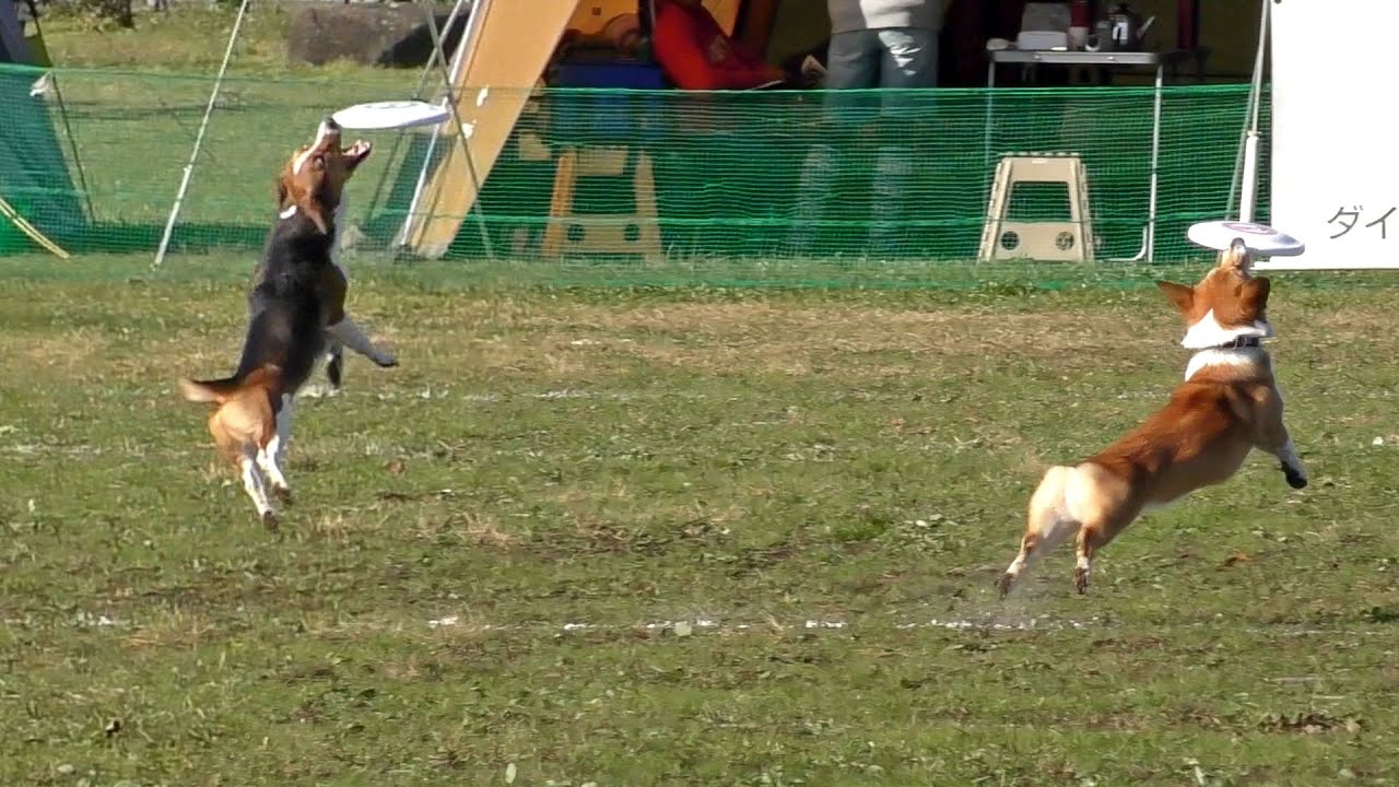 flying disc dog / ディスク・ドッグ コーギー ポーターコリー 20151220 フリスビー YouTube